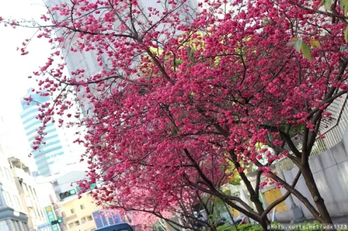 台中賞櫻in文昌國小~103.02.20        
      