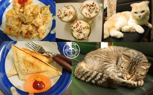 呷飽祙【台中西區･咕嚕咕嚕貓咖啡】有萌貓陪伴喝立體拉花        
      