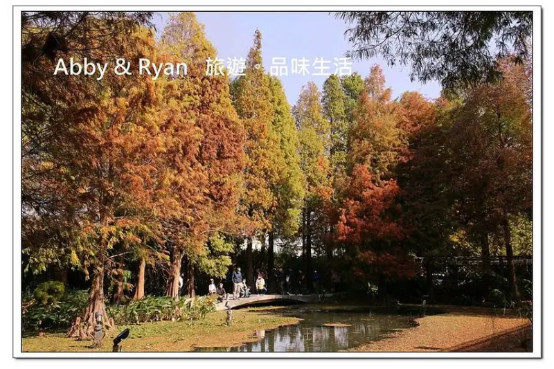 【彰化田尾景點】菁芳園景觀餐廳~浪漫落羽松好唯美。玻璃屋用餐超愜意！