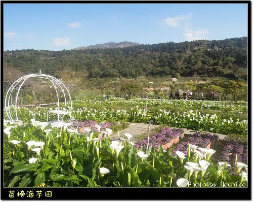 與你相芋~苗榜海芋田