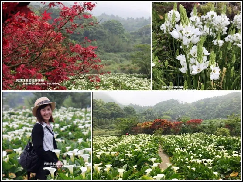 陽明山竹子湖。苗榜花園餐廳｜海芋&楓｜紅白交織的美感