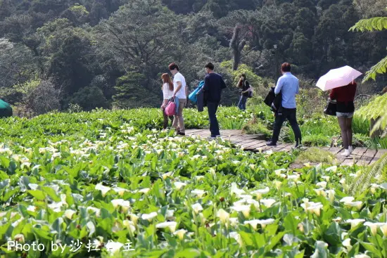 清香園花圃(竹子湖)