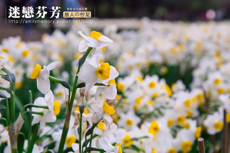 ╠陽明山花季╣旅人的佇足-湖山綠地水仙花海。我在台北後花園遇見芬芳