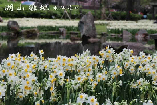 春天來了~士林陽明山『湖山綠地』水仙花田