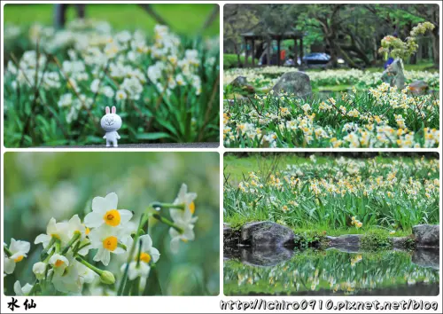 [賞花]【淡水線劍潭站】陽明山湖山綠地。數千株水仙花綻放