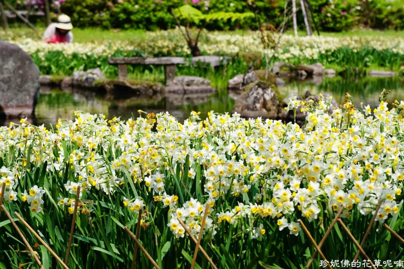 【台北-士林區】2018陽明山花季「湖山綠地水仙花田」