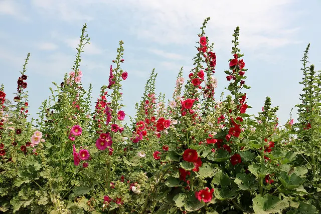 【台南旅遊】學甲蜀葵花季(2017.02.28花況分享)-2017唸戀學甲蜀葵花文化節