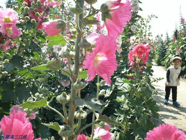 【遊記】台南學甲_2018唸戀學甲蜀葵花文化節@來闖迷宮吧！與蜀葵一起共舞吧！