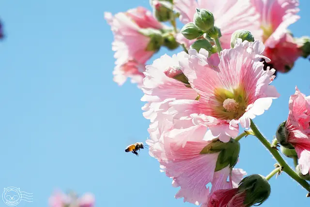 ※ 光華里蜀葵花田 ※【星羽愛玩樂-台南學甲】繽紛絢爛的一丈紅饗宴，漫步高聳蜀葵花隧道裡，彷彿快回到過去的美好時光~
