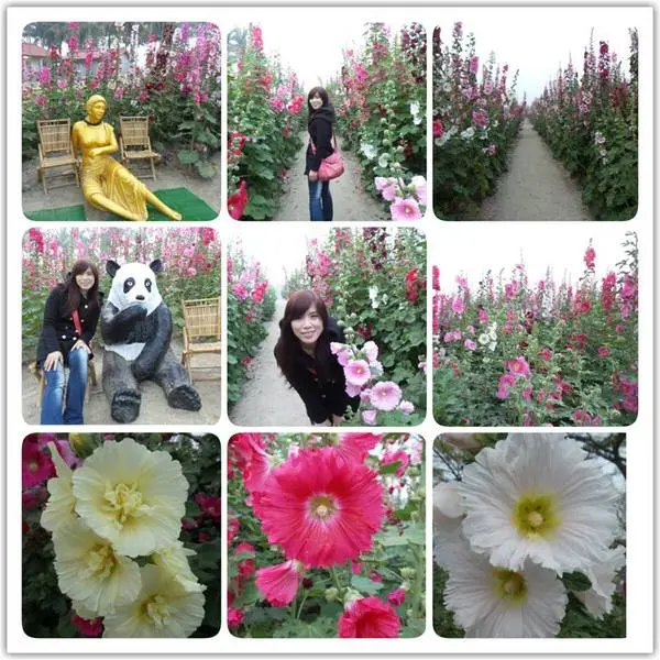 這裡像是要通往什麼秘境般的道路，誰來指引我去呢~學甲光華里蜀葵園區        
      