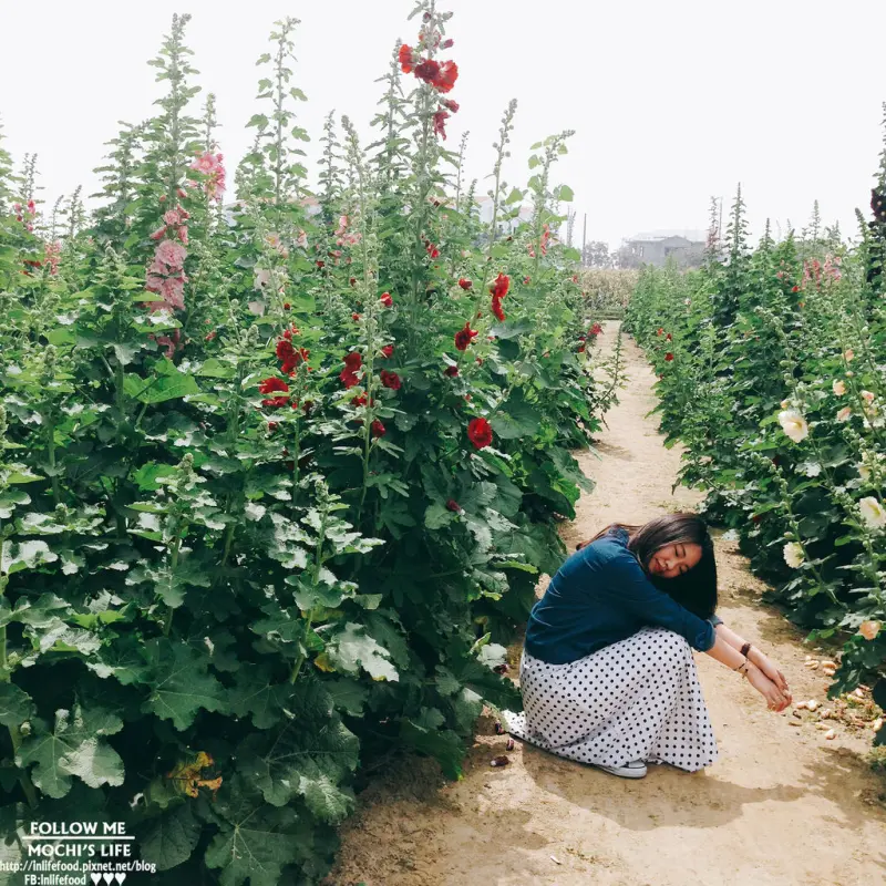 台南景點賞花▌比人還高的「蜀葵花」! 闖入花田迷宮 學甲蜀葵花海(2016/03/06花況)