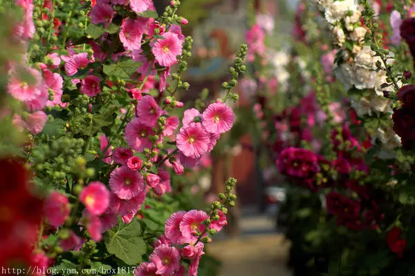【台南。學甲】唸戀學甲蜀葵花文化節。一丈紅壯觀花海超吸睛
