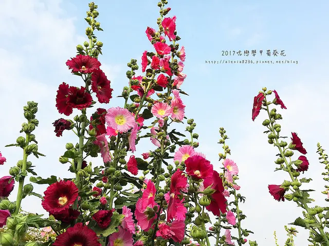 台南學甲區_ 2017唸戀學甲蜀葵花文化節在學甲光華社區，2/25開跑，來感受被花海包圍的感覺吧~