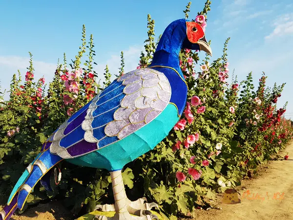 【台南旅遊】在蜀葵花園迷宮裡迷路《2018學甲蜀葵花田》光華社區一丈紅花海x小麥田