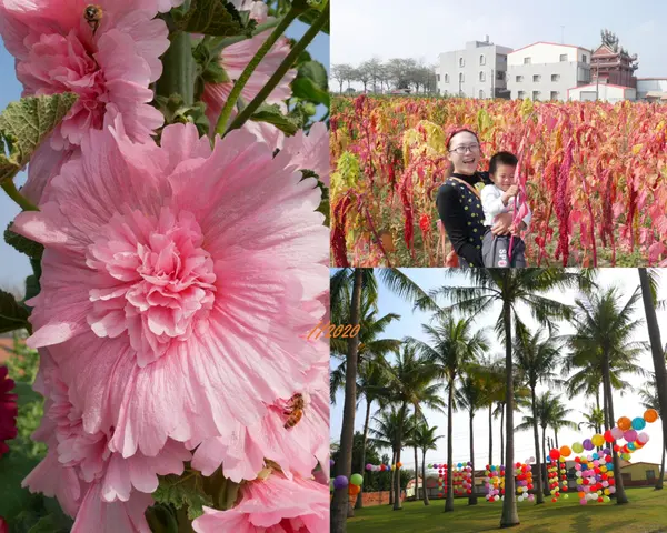 [台南]學甲蜀葵花迷宮登場，絕美紅藜花海仿如仙境/台南學甲光華里