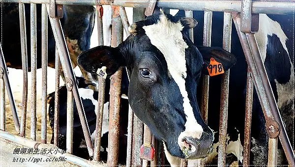 【花蓮/瑞穗】濃、醇、香的好滋味，喝上一口真的是大大的滿足♪♪瑞穗牧場♪♪ 