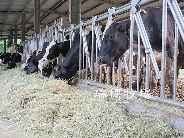 【花蓮】瑞穗牧場 鮮奶的故鄉 / 必喝自然純淨高優質鮮乳 / 必吃金黃香酥的金香饅頭