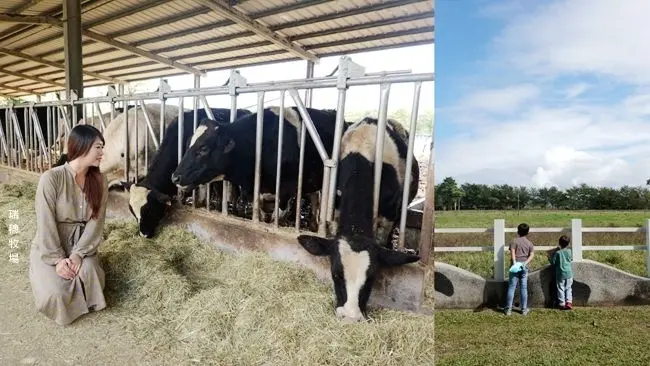 花蓮免費親子景點 ▶ 瑞穗牧場 ▶ 來喝最香濃的鮮奶 親近大自然、乳牛的美好 花蓮親子牧場/花蓮瑞穗景點/花蓮旅遊景點!