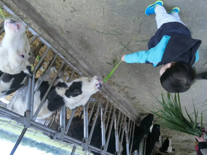 【2017花蓮最夯好玩推薦景點。花蓮瑞穗牧場餵牛吃草+超美落羽松秘境風景｜花蓮親子遊樂地點推薦、花蓮一日二日遊、花蓮三天兩夜推薦必去地點♥食尚期貨小咪遊花蓮】