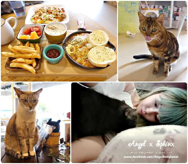 「台中貓店長」 手做薄餅披薩太美味 ❤ 貓爪子咖啡 Cats Claw  Brunch & Cafe