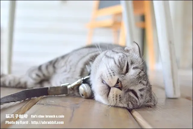 [台中]Cats Claw貓爪子咖啡--早午餐豐盛，店內有四隻貓兒超可愛！@北區 大德街 中國醫