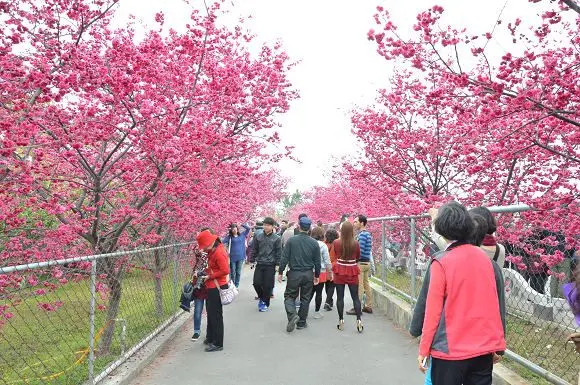 「泰安派出所」賞八重櫻~~遊訪全台最美的派出所，漫步浪漫櫻花大道