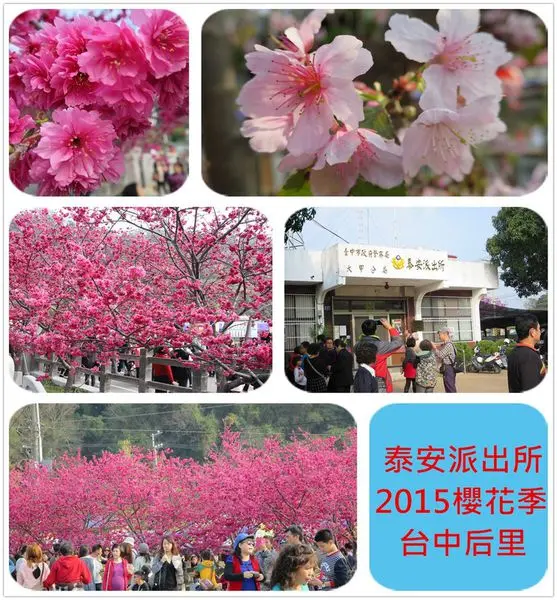 [台中后里]1040220泰安派出所櫻花季~2015/2/20最新花況