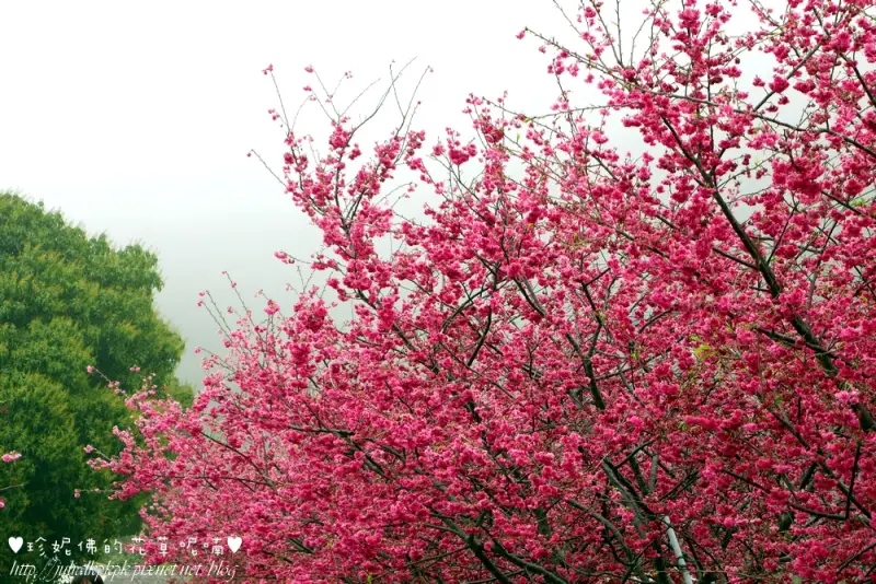 【台中-后里區】泰安派出所賞櫻花