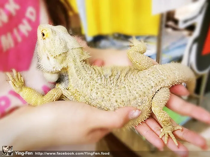 ❤台北-台灣昆蟲館