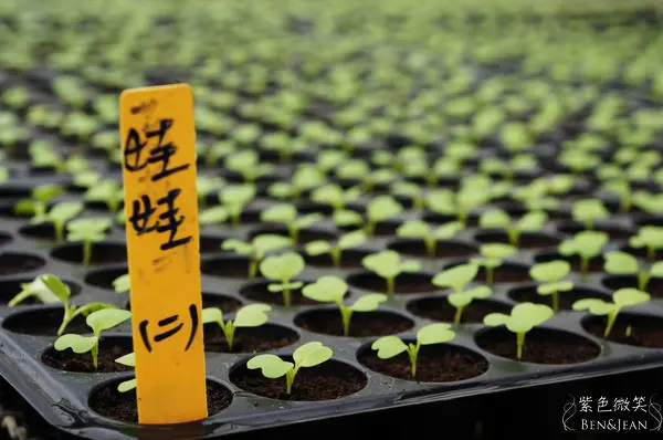 ▋苗栗通霄▋ 城南有機農場~把安心健康帶回家 (尋找貓裏老時味)