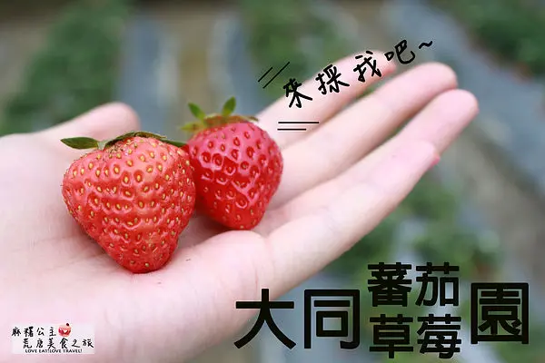 [關西採草莓]新竹也可以採草莓，到「大同番茄草莓園」抓緊草莓季尾巴