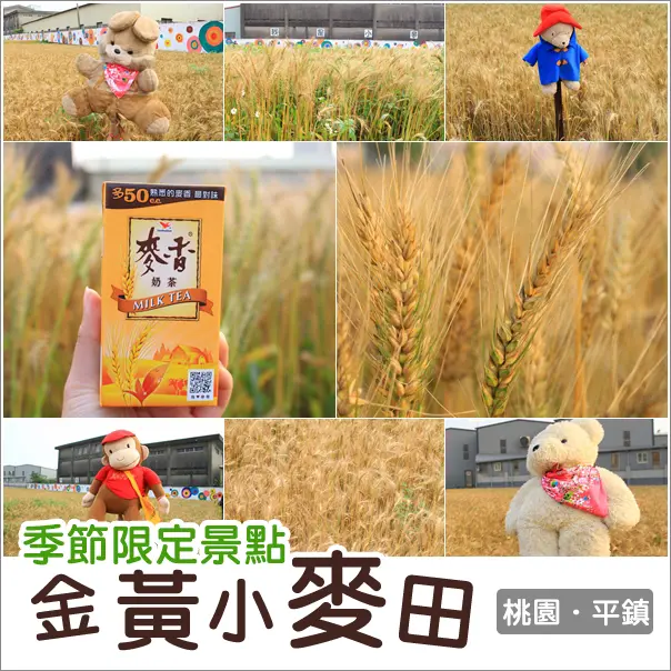 平鎮｜北台灣最美的金黃小麥田．季節限定景點