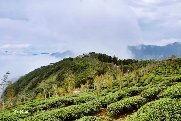 【南投鹿谷】秋末限定美景！大崙山觀光茶園、黃色隧道之武岫農圃銀杏林景觀步道、銀杏森林茶餐廳(自家栽種蔬菜必嚐美食)