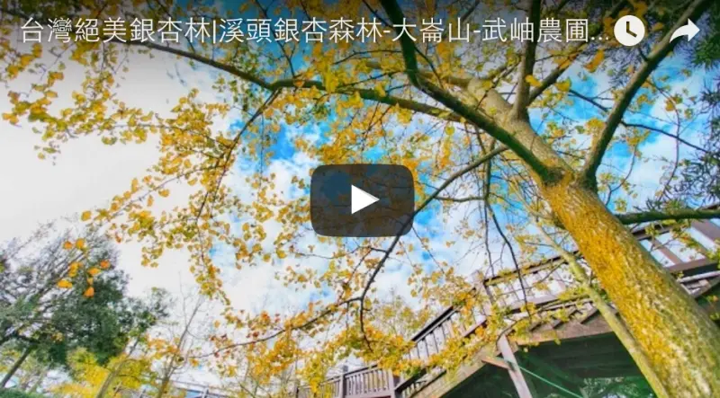 台灣絕美銀杏林