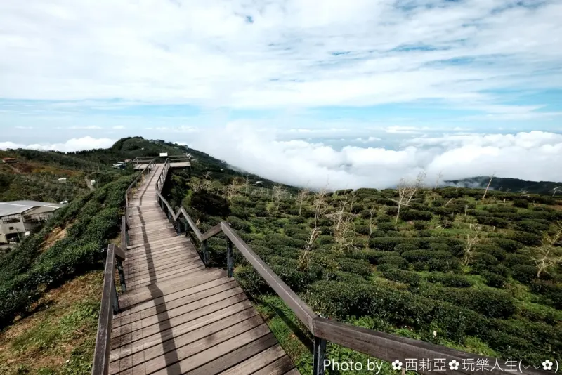 【南投。鹿谷鄉】真心推薦！雲霧飄渺猶如夢幻仙境的『銀杏林區(大崙山觀光茶園)、觀霧亭』，景色優美環境清幽讓人都心醉了。