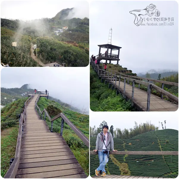 【遊】雲霧繚繞～大自然之美．大崙山觀光茶園銀杏森林