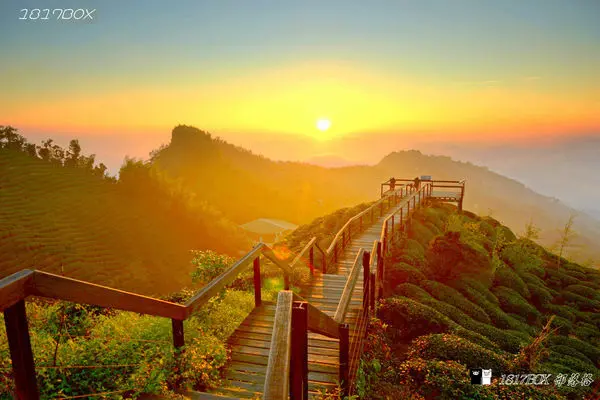 【南投。鹿谷】大崙山觀光茶園。大崙山觀霧亭。360度茶園觀景台。日落雲海。絕世美景