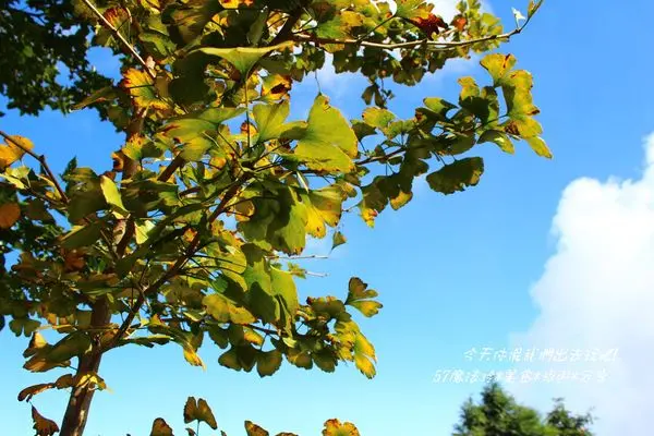 「 南投景點」大崙山茶園銀杏森林-這回一定要知道它的美.