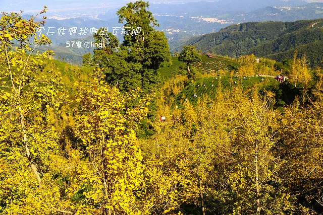[ 南投⊙鹿谷]暢遊大崙山將美景攬在眼底美食吃進嘴裡。銀杏森林。茶園。銀杏養生火鍋