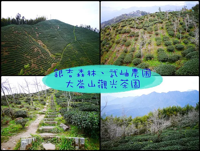 ☞【南投 鹿谷】大崙山觀光茶園、銀杏森林、武岫農圃，溪頭一日遊、兩日遊推薦景點！！