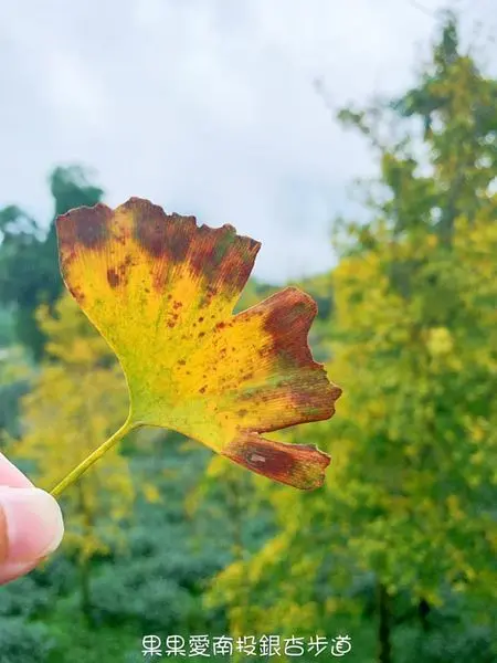 秋天限定　黃金銀杏步道　　大崙山銀杏森林　　南投親子寵物友善景點