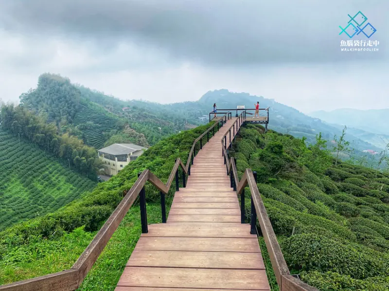 南投鹿谷│秘境大崙山觀景茶園(銀杏森林)，360度絕佳觀霧視野