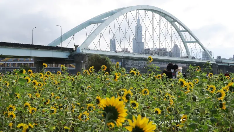 [台北腳踏車之旅]彩虹河濱公園~遇見向日葵花海。放閃彩虹橋愛情鎖