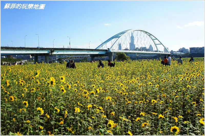《台北賞花 》彩虹河濱公園向日葵花海  黃澄澄一片美不勝收