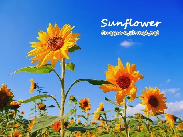 【台北◍•ᴗ•◍內湖】景點・彩虹河濱公園～彩虹河濱麥帥二橋向日葵花海｜佔地3500平方公尺的向日葵花海｜台北向日葵景點｜台北向日葵花海