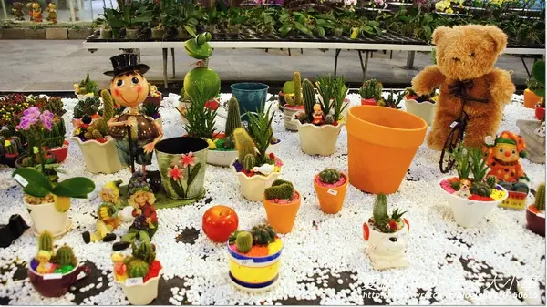 【宜蘭/員山鄉】美不勝收~金車蘭花園        
      