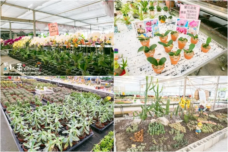 【宜蘭員山】金車蘭花園-蘭花盆栽、多肉植物天堂~喜歡園藝的朋友會喜歡❤免門票、免停車費~下雨天室內景點