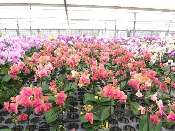 *宜蘭員山*金車蘭花園，北台灣最大型的專業蘭園，雨天備案景點!(全年無休，免費入園)