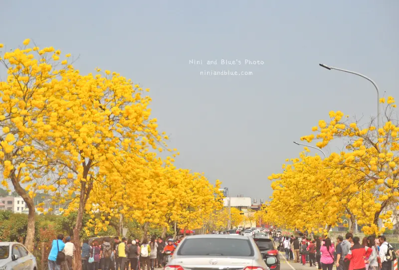 彰化 芬園 寶藏寺 黃金風鈴木大道 中部最佳賞花地點 Nini and Blue 玩樂食記