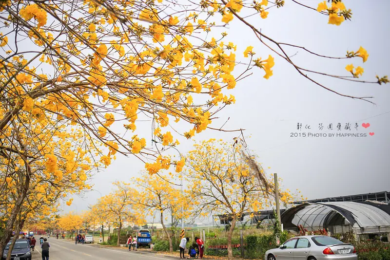 【彰化芬園_彰南路三段】黃花風鈴木的黃金大道 ♥ 2015/03/10 花況，花開又花落，盛開的黃花風鈴木大道也進入尾聲了 ♥